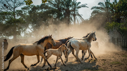 Familia de caballos corriendo en un corral.