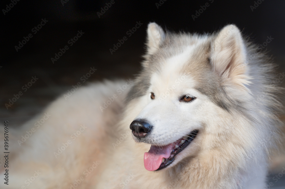 Fototapeta premium close up happy white dog sleeping