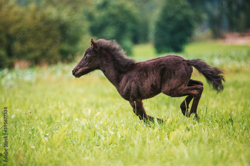 Young mini pony horse on a green meadow