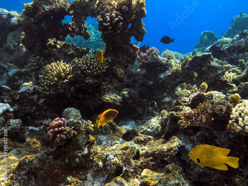 Fototapeta Naklejka Na Ścianę i Meble -  Tropical fish and corals. Red Sea