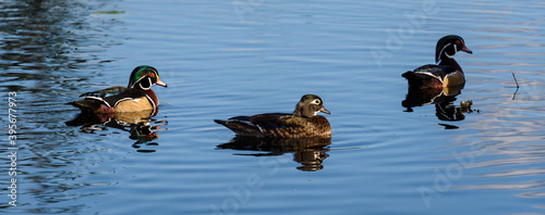 Canvas Print Three wood ducks swimming in Larson Lake on a sunny day, reflections in water
