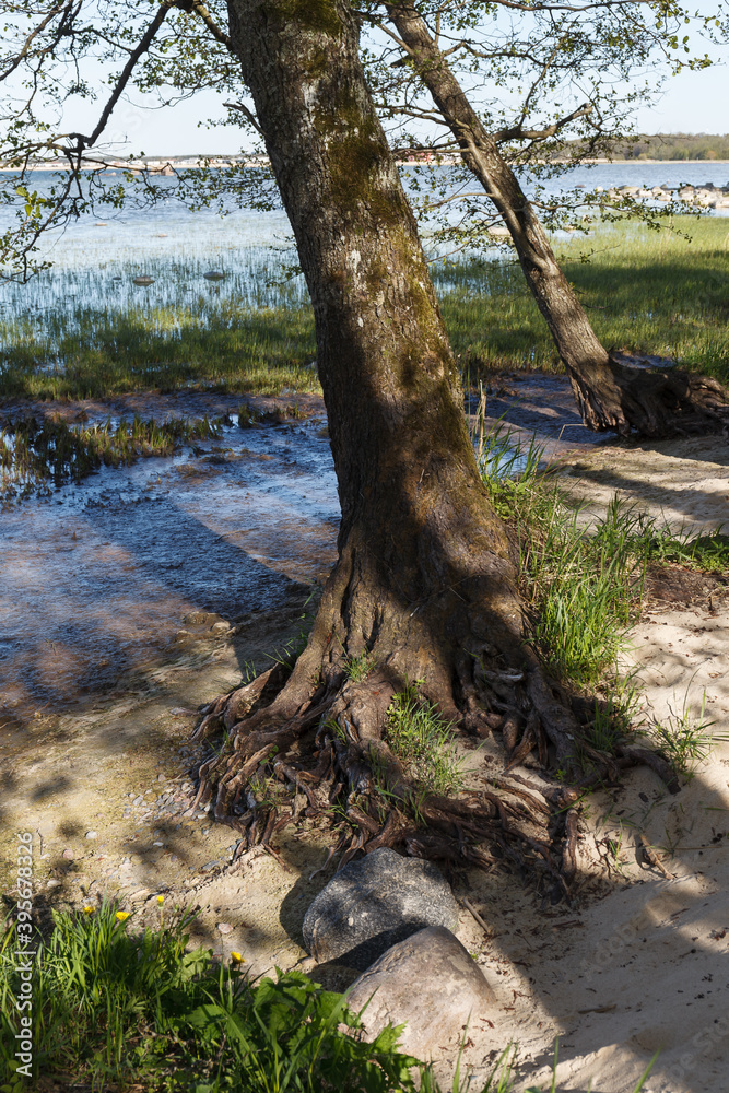 Trees growing on the shore of Baltic sea with bare roots