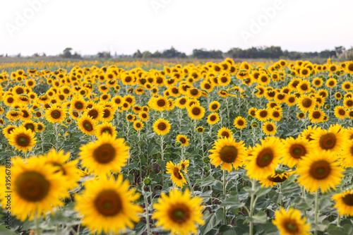 Sunflowers in the field. Sunflowers in beautiful.