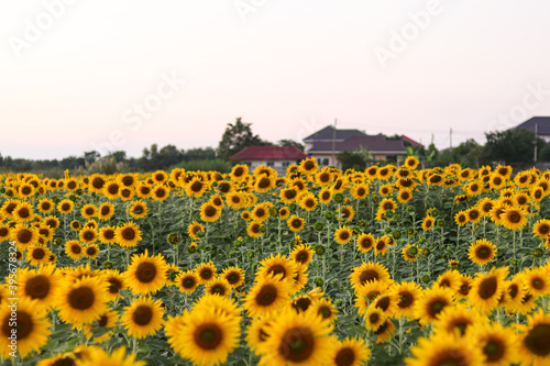 Sunflowers in the field. Sunflowers in beautiful.