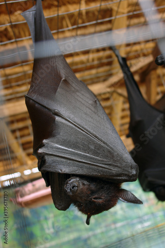 Bat hanging on a tree branch in the cage