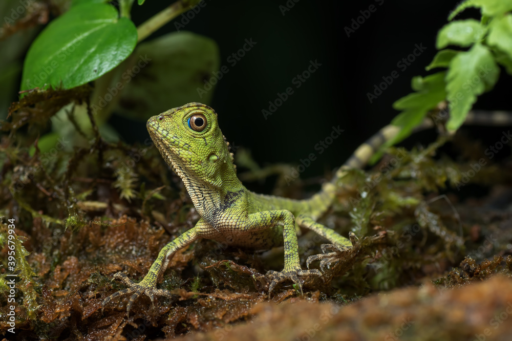 Baby forest dragon lizard inside a bush Baby forest dragon lizard inside a bush