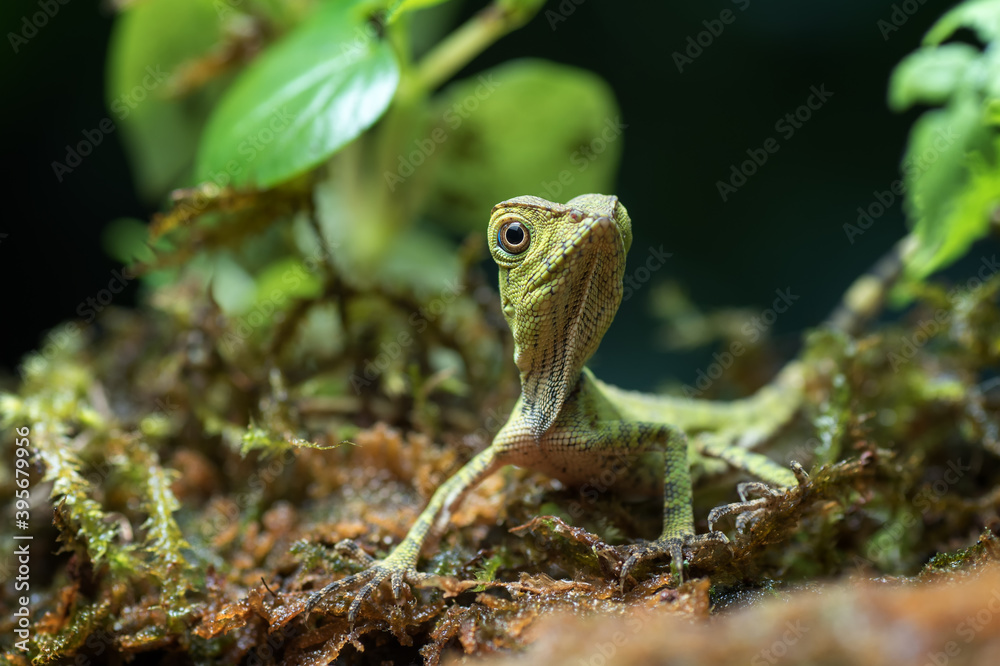 Fototapeta premium Baby forest dragon lizard inside a bush