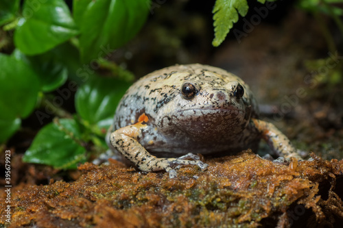 The smooth-fingered narrow-mouthed frog ( kaloula baleata ) inside a bush photo