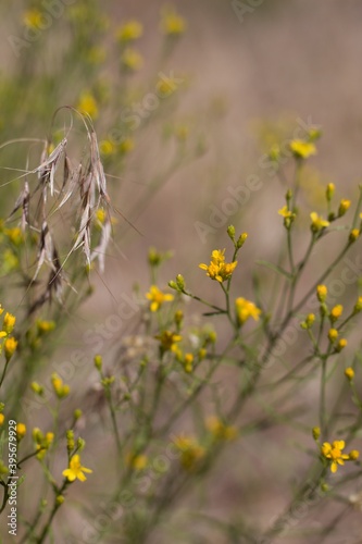 Yellow blooming head inflorescences of Broom Snakeweed, Gutierrezia Sarothrae, Asteraceae, native androgyne perennial subshrub in the San Bernardino Mountains, Transverse Ranges, Summer. photo