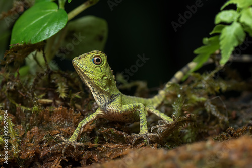 Baby forest dragon lizard inside a bush