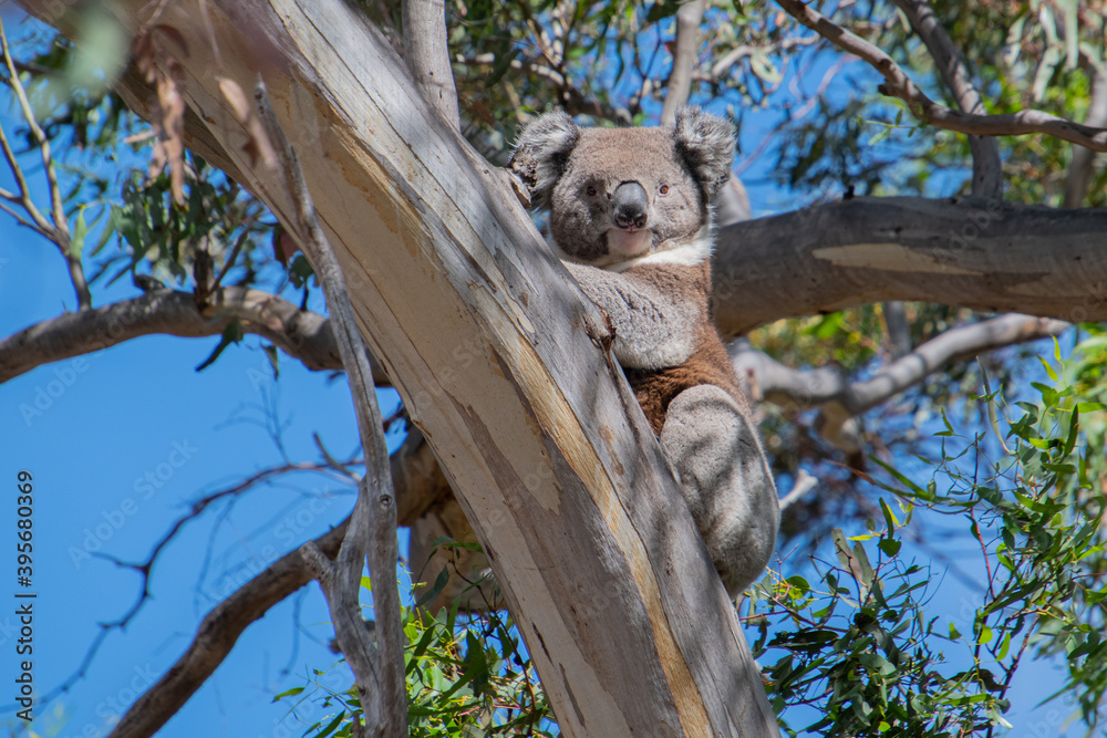 Fotografía koala in tree