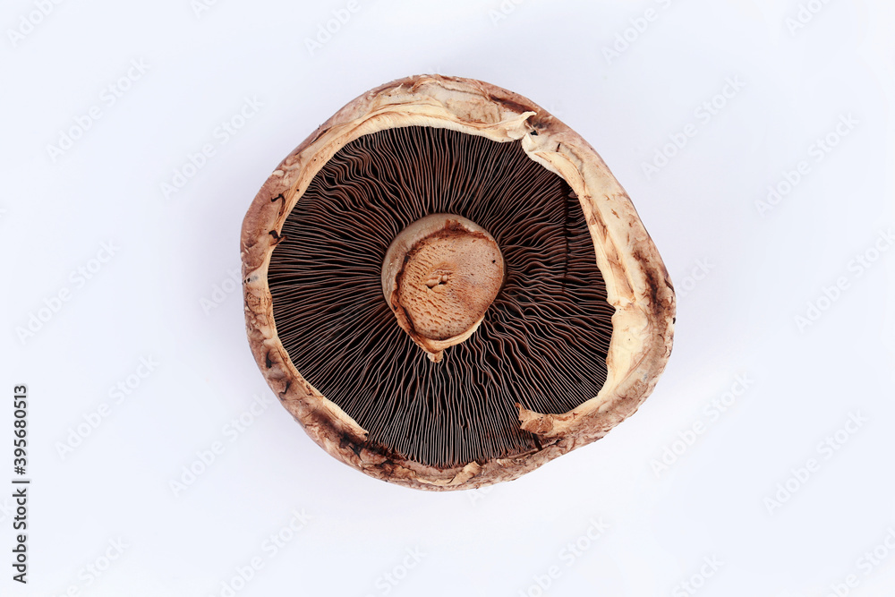 Portobello mushroom isolated on white. Portobello mushroom isolated on white.