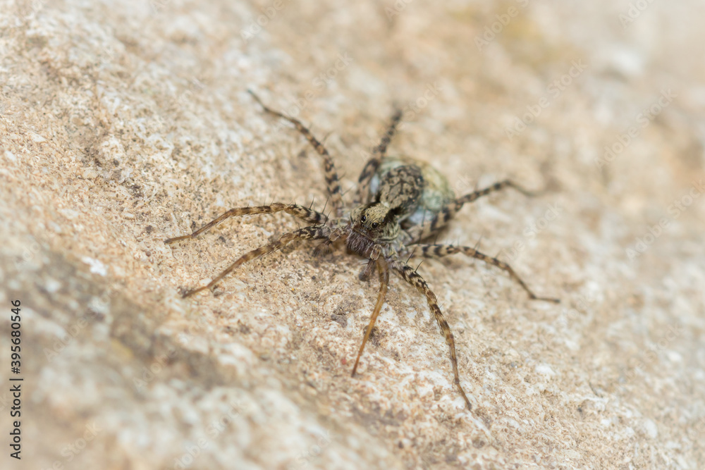 The wolf spider sp., of the family Lycosidae. The wolf spider sp., of the family Lycosidae.