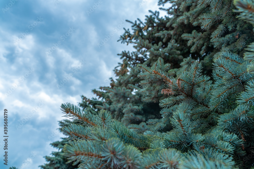 tops of blue spruce trees strewn with cones against the sky. copy space