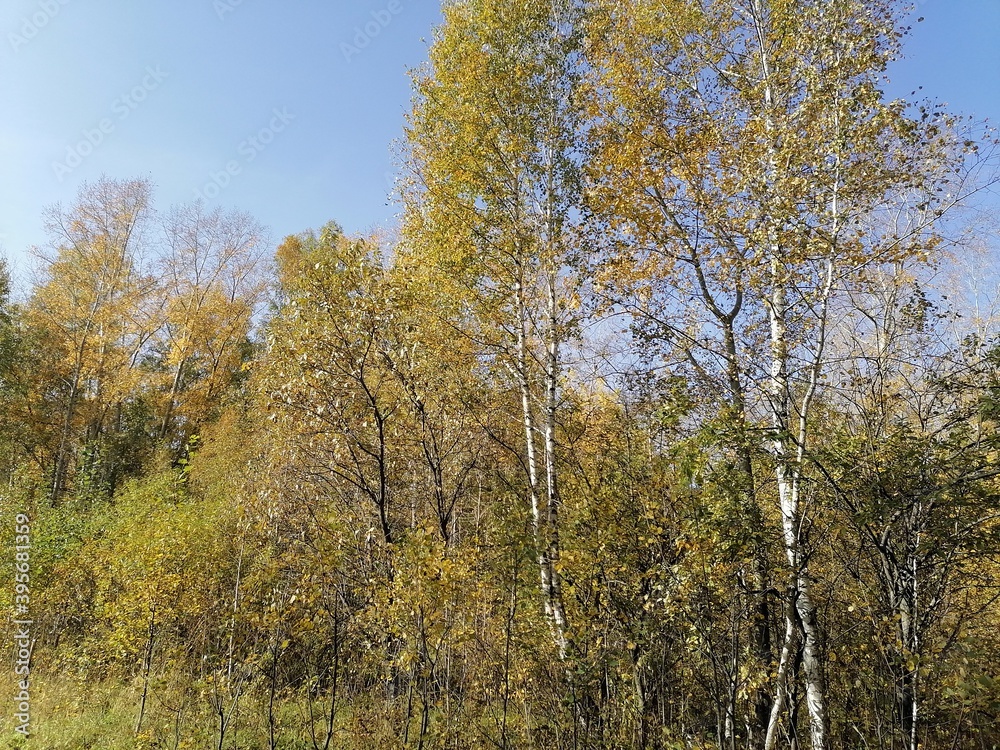 Fototapeta premium autumn in the forest