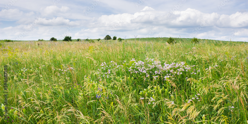 The grassland in the forest-steppe near Vinnovka village, the Middle Volga region, Russia.