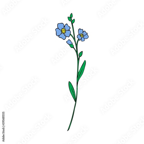 Forget-me-not flowers vector illustration isolated on white background, colorful ink sketch, decorative herbal doodle, line art for design medicine, wedding invitation, greeting card, floral cosmetic