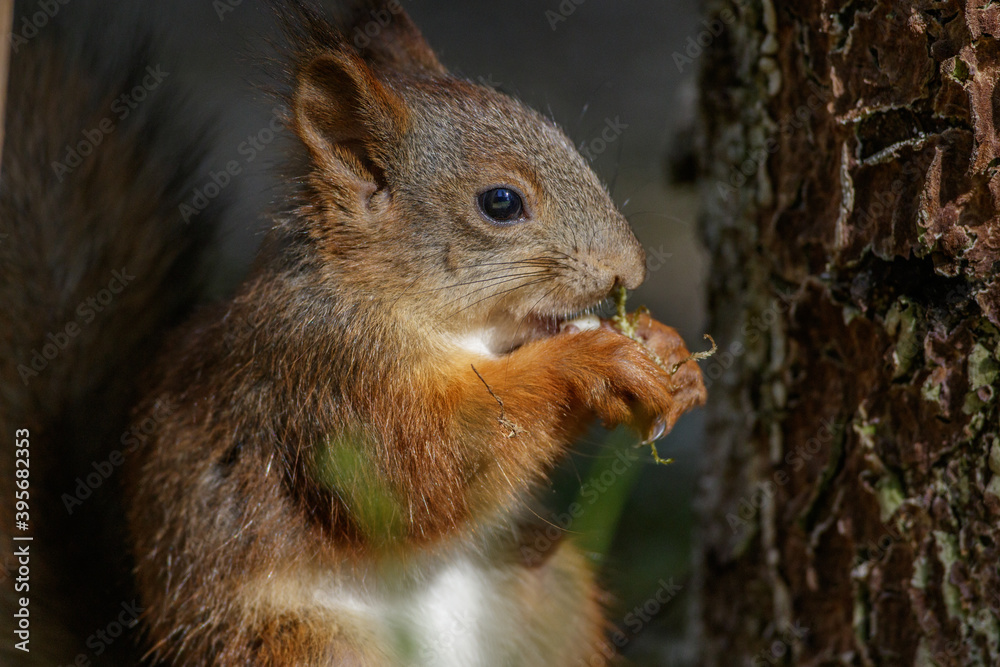 Eichhörnchen (Sciurus vulgaris) Eichhörnchen (Sciurus vulgaris)