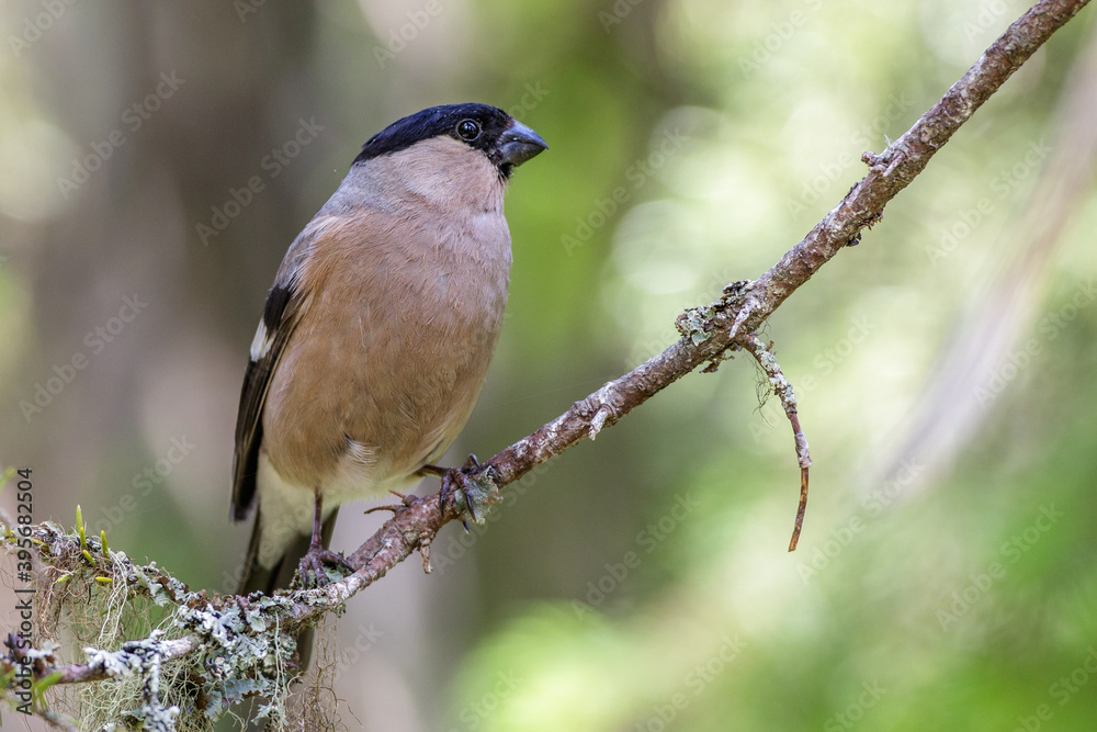 Dompfaff (Pyrrhula pyrrhula) Weibchen Dompfaff (Pyrrhula pyrrhula) Weibchen