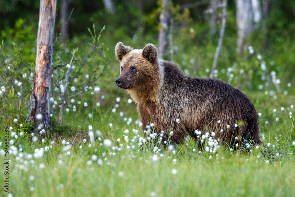Fototapeta premium Braunbär (Ursus arctos)