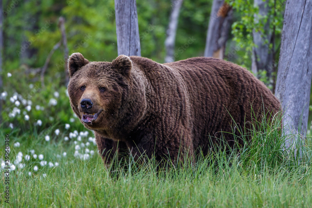 Fototapeta premium Braunbär (Ursus arctos)