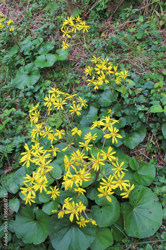 ツワブキの黄色い花