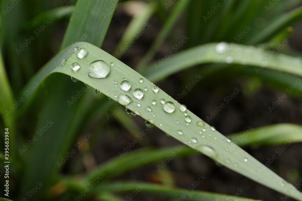rain drops on the green leaf close up rain drops on the green leaf close up