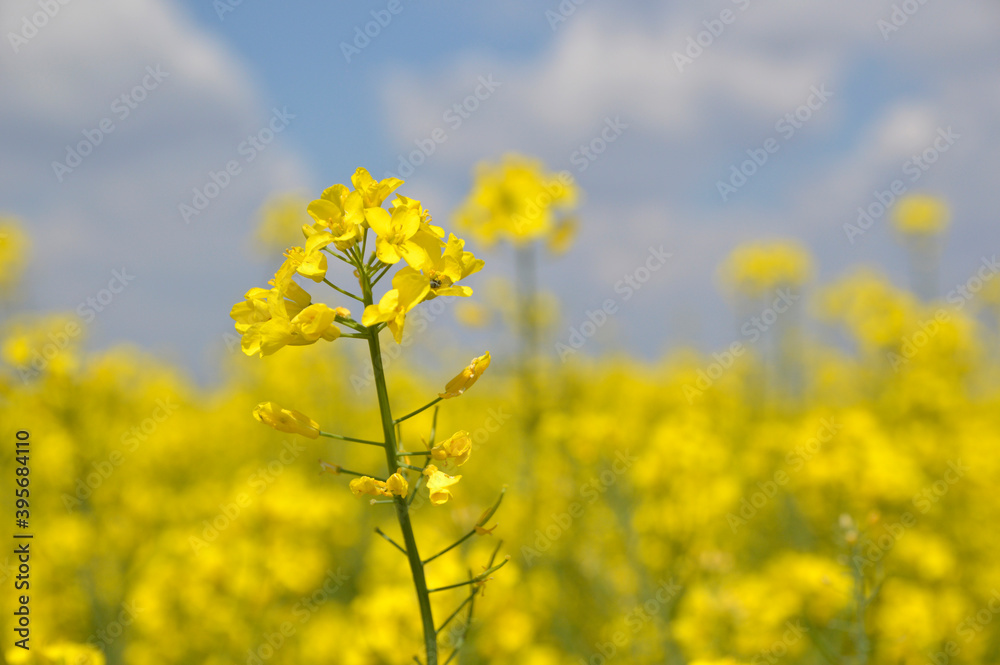 blooming rapeseed field with blue sky in the background blooming rapeseed field with blue sky in the background