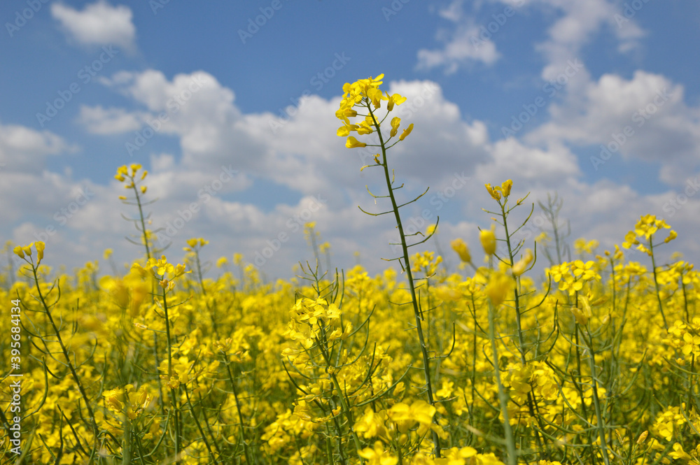 blooming rapeseed field with blue sky in the background blooming rapeseed field with blue sky in the background