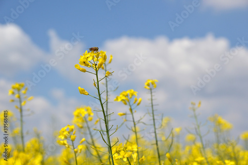 blooming rapeseed field with blue sky in the background