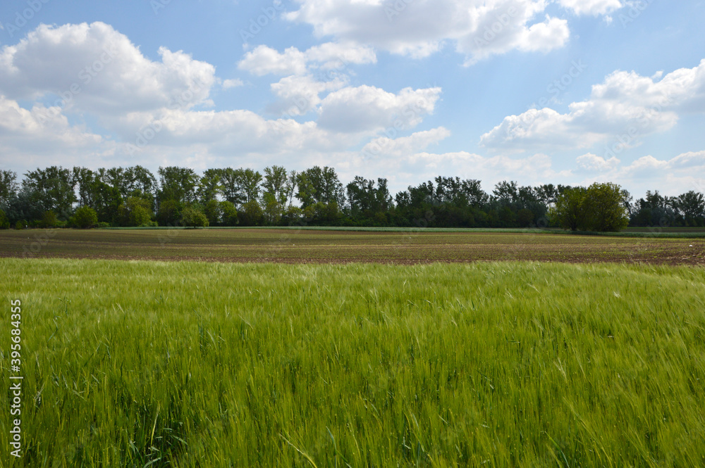 Fototapeta premium green barley field in the spring