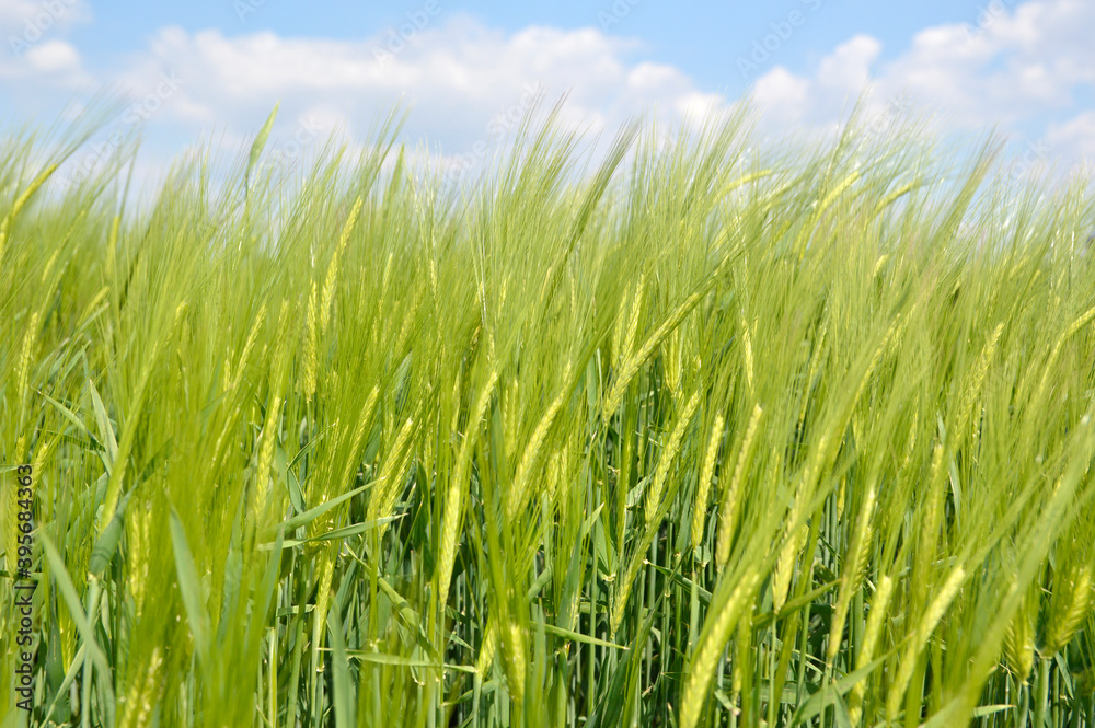 green barley field in the spring