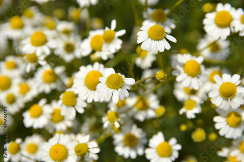 blooming chamomile plant in sunlight close up © Jana