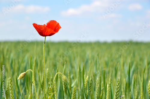 blooming red wild poppy in the green wheat field with blue sky in the background 