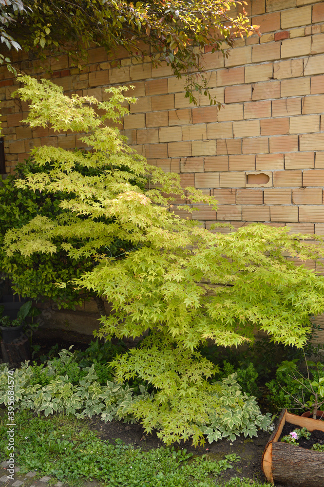japanese maple tree, acer palmatum, growing in the garden