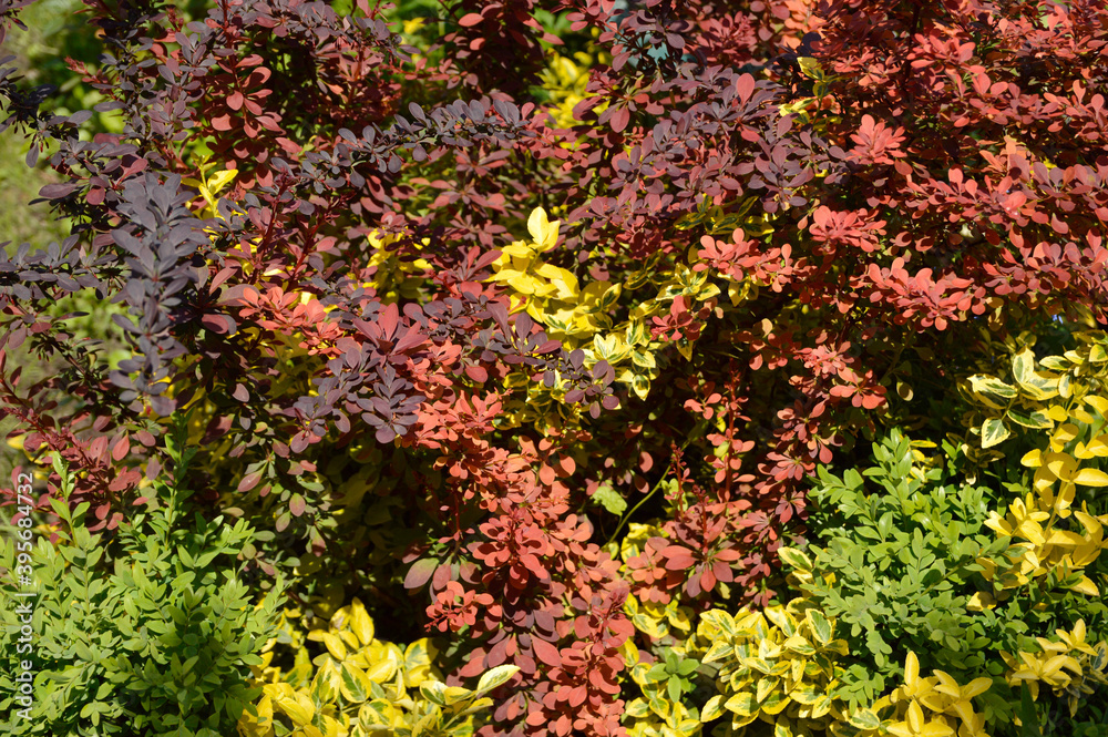 colorful berberis bush growing in the garden colorful berberis bush growing in the garden
