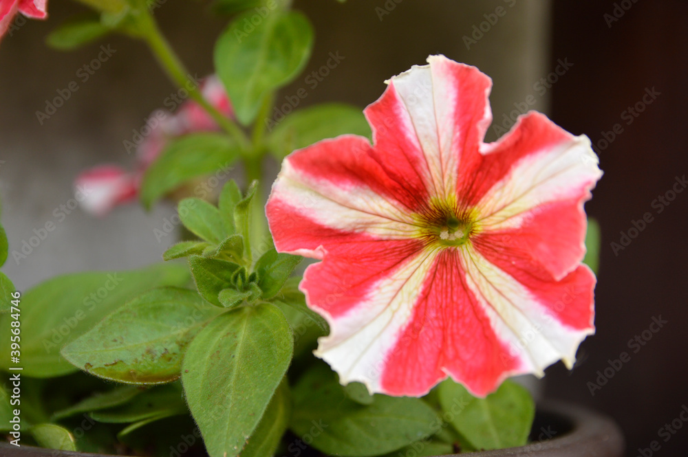 red blooming petunia flowers with white stripes