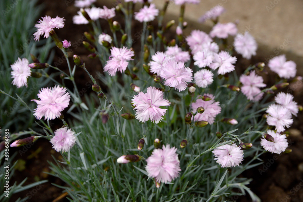 Fototapeta premium pink blooming dianthus flowers growing in the garden close up