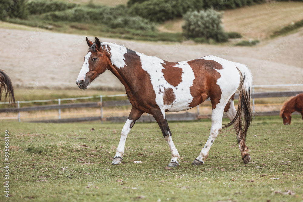 Portrait of a Criollo horse at a meadow Portrait of a Criollo horse at a meadow