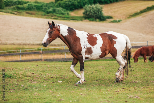 Bilde på lerret Portrait of a Criollo horse at a meadow