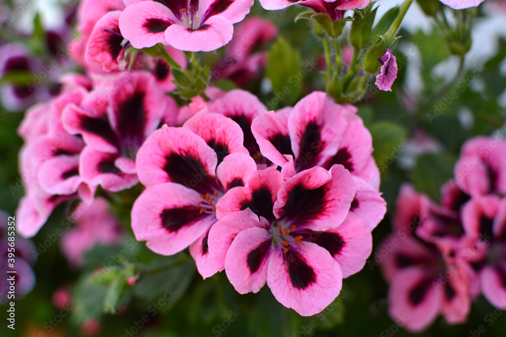 pink blooming geraniums, pelargonium grandiflorum, growing in the pot