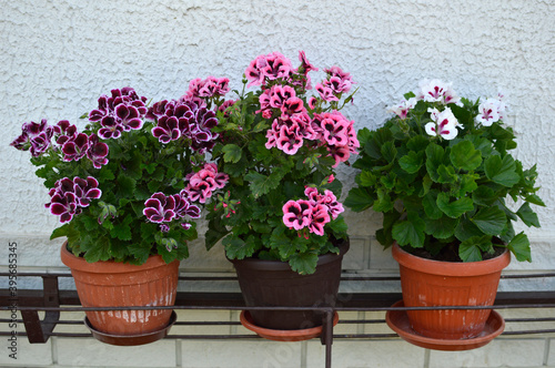 pink, white and purple blooming geraniums, pelargonium grandiflorum, growing in the pot