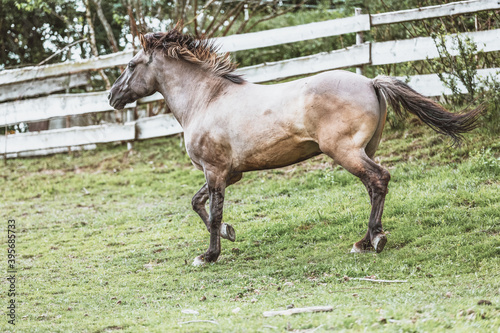 Portrait of a Polish Konik horse at a meadow photo