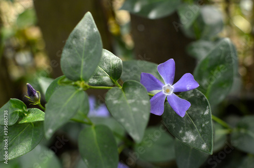 Vinca Minor, Common Periwinkle, growing in the garden photo