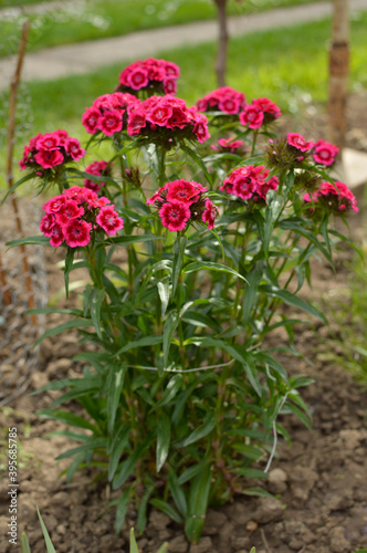 pink blooming sweet william flowers, dianthus barbatus, growing in the garden