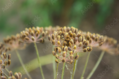 Dill flower. Garden herb Anethum graveolens plant. Dill umbrellas growing in garden. Close up of fragrant dill, fennel seeds, ripe dill flower head. Selective focus, blurred