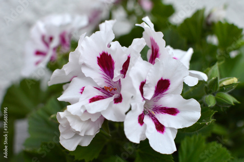  white blooming geraniums, pelargonium grandiflorum, growing in the pot