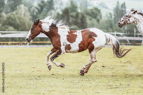 Portrait of a Criollo horse at a meadow