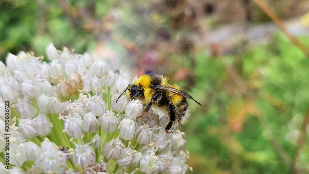 Bumblebee collects nectar on white flower in summer, close-up. Bombus hortorum pollinates flowers in garden. Bumblebee collects nectar on white flower in summer, close-up. Bombus hortorum pollinates flowers in garden.