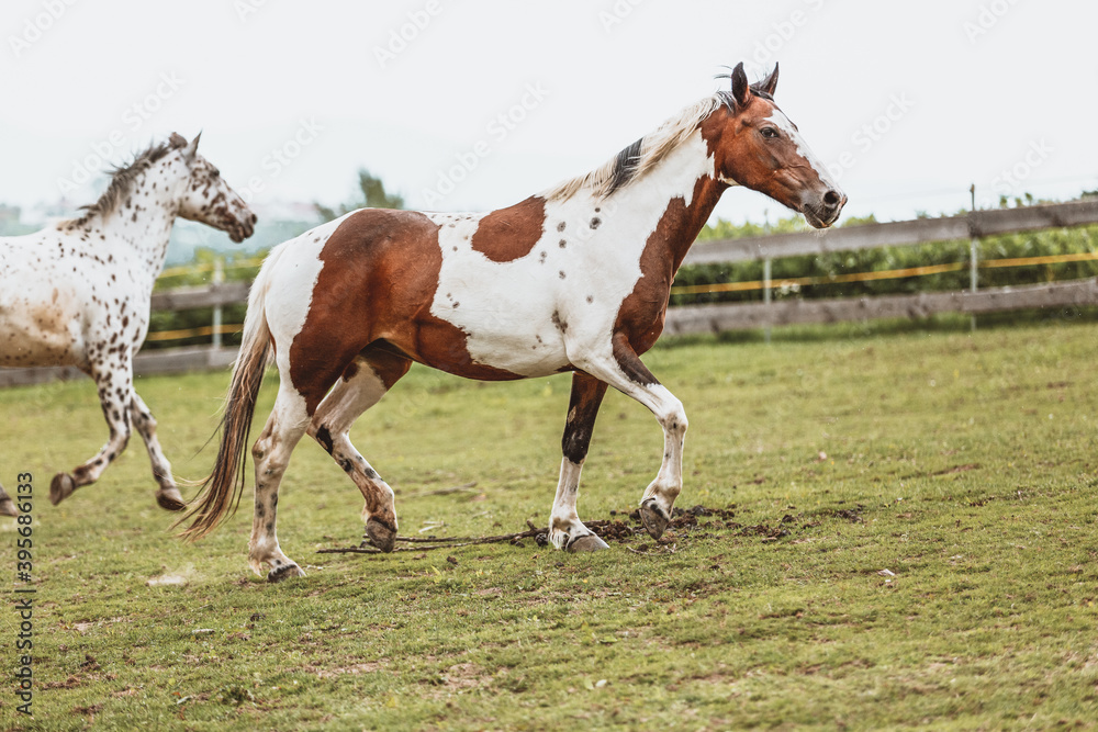 Portrait of a Criollo horse at a meadow Portrait of a Criollo horse at a meadow